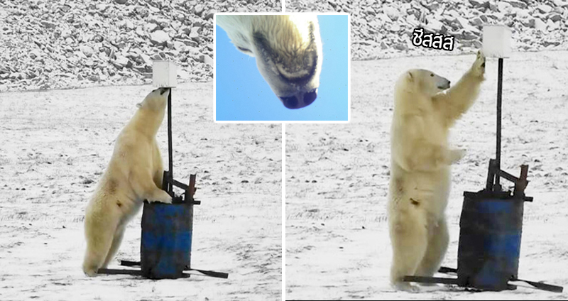 เจ้าหมีขั้วโลกขอเซลฟี อวดให้มนุษย์ได้รู้ซะบ้างว่า ‘ข้าน่ะ มีท่าเซลฟี เจ๋งที่สุดแว้ว’