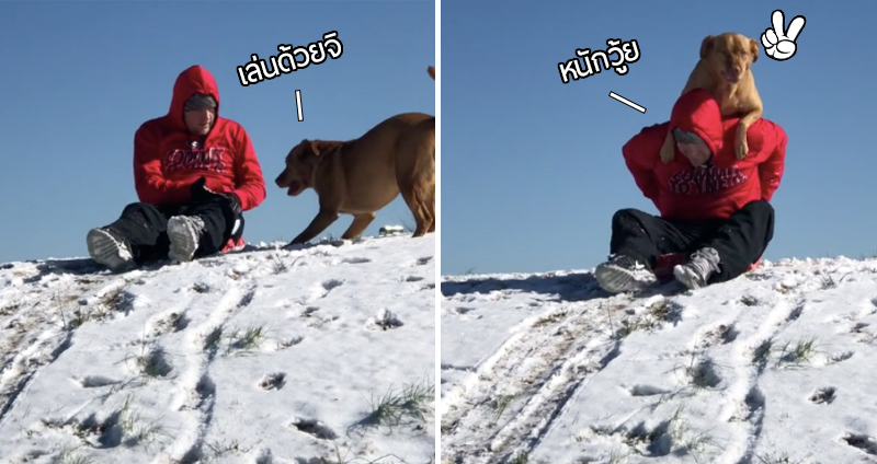 น้องหมาอยากจะเล่นสไลด์หิมะ แต่ก็อยากเล่นกับพ่อด้วย ใช้วิธีออดอ้อนจนได้ขี่หลังสำเร็จ!!