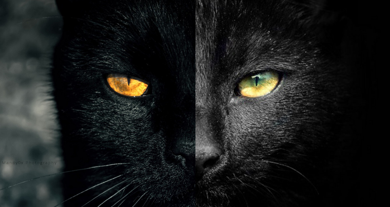 23 ภาพถ่าย “แมวดำ” ความสง่างามที่แฝงไปด้วยความลึกลับ