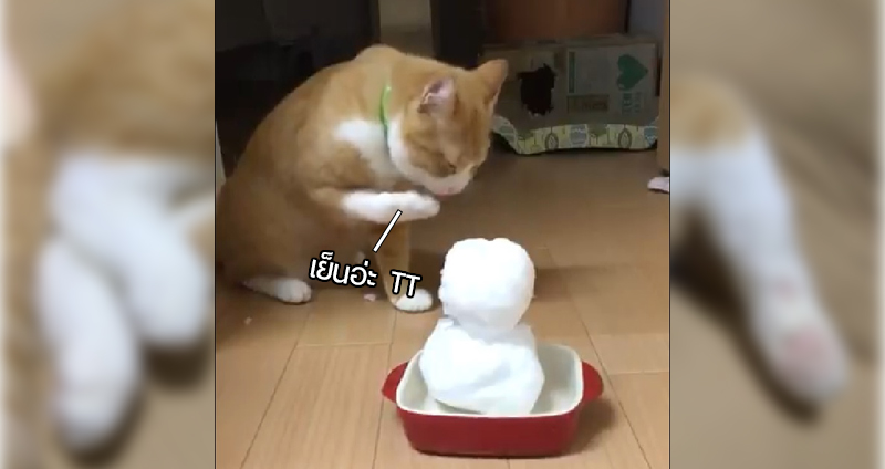น่ารักอ่ะ!! แมวตีกับตุ๊กตาหิมะ แถมยอมแพ้เดินหนีไปอีก ชาวเน็ตญี่ปุ่นชอบใจกันใหญ่