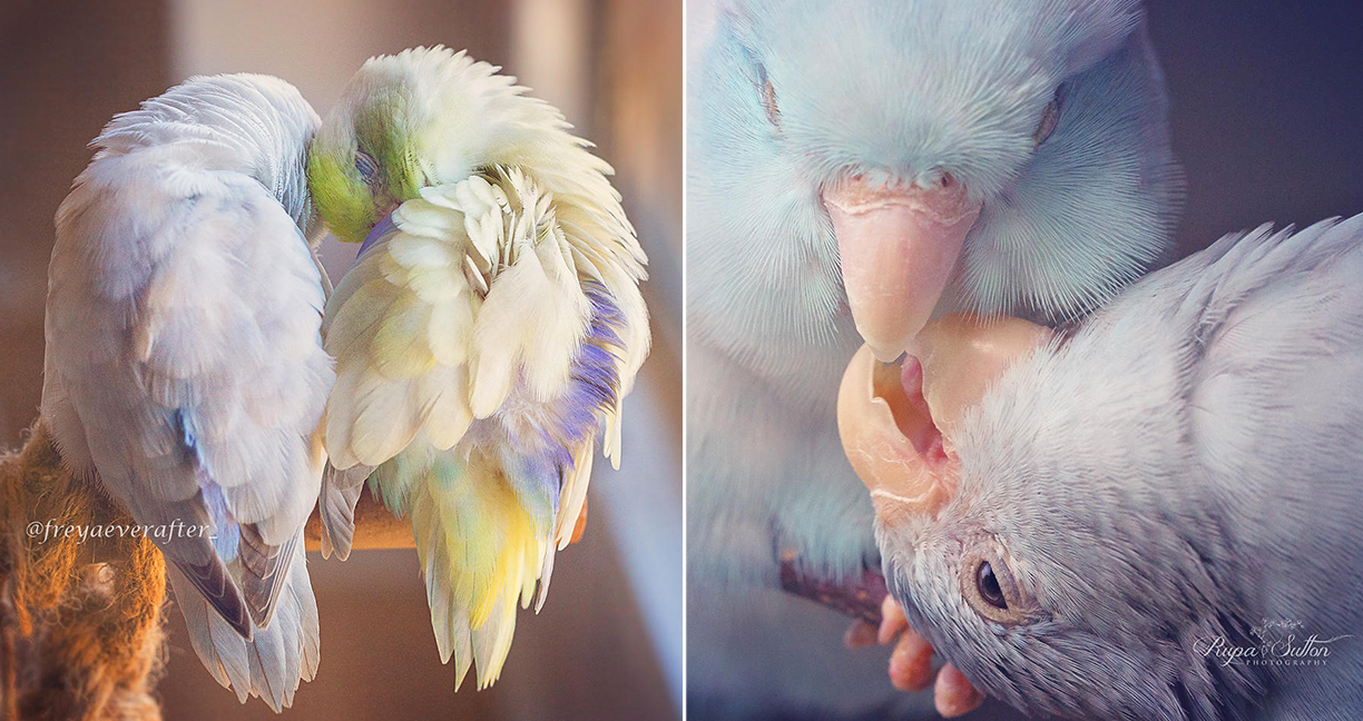 ช่างภาพถ่ายรูปความรักของนกแก้วสีพาสเทล โอ้โห!! อย่างกะหลุดออกมาจากโลกแฟนตาซี