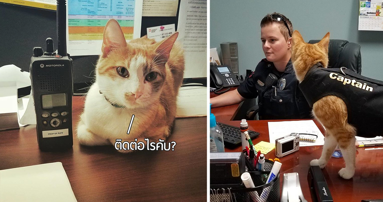 เจ้าหน้าที่ตำรวจรับแมวจากสถานสงเคราะห์มาเลี้ยงหวังจะให้มันช่วยงาน จะรอดเร๊ออ!?