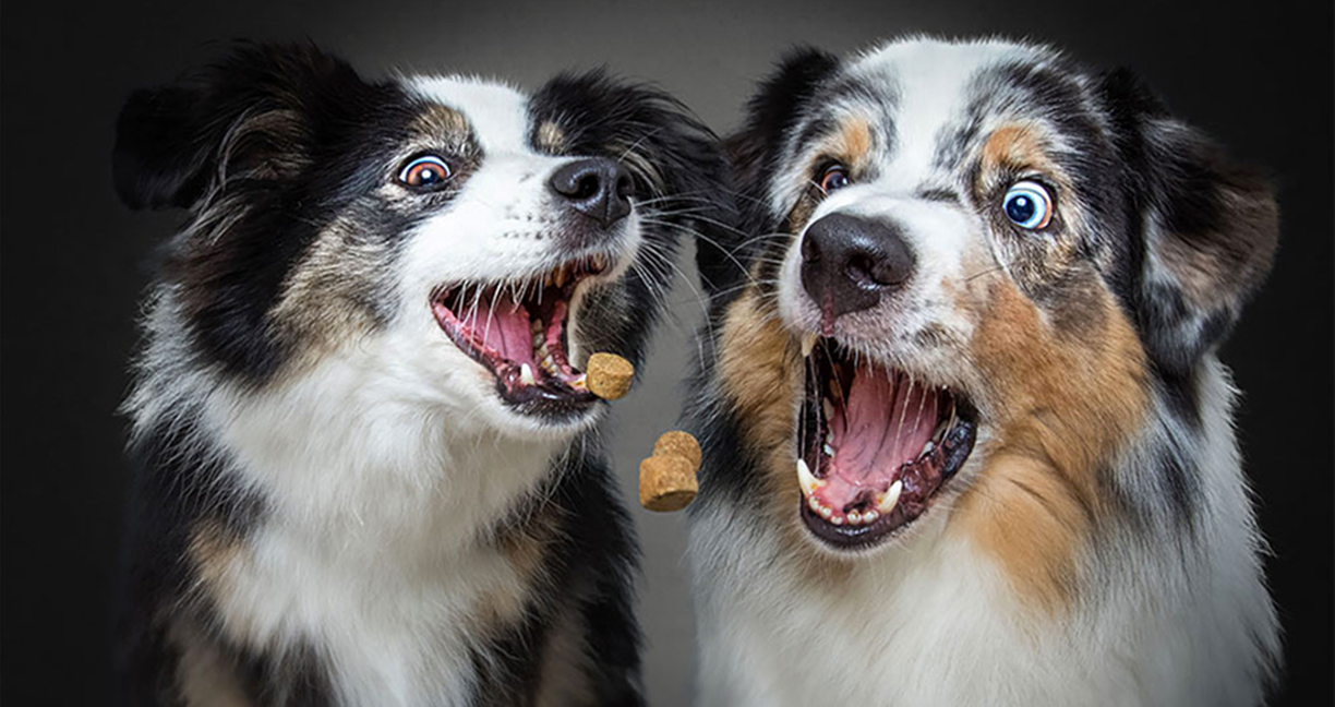 วินาทีแห่งความหิว!! ชมภาพสีหน้าของน้องหมาสองตัวที่กำลังแย่งอาหารกัน