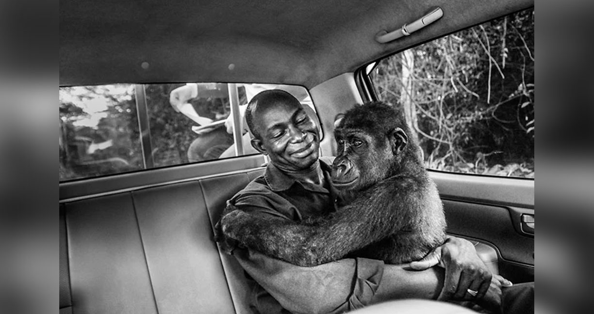 ภาพกอริลลากำลังกอดคนที่ช่วยชีวิต กลายเป็นภาพชนะเลิศภาพถ่ายสัตว์ป่าแห่งปี