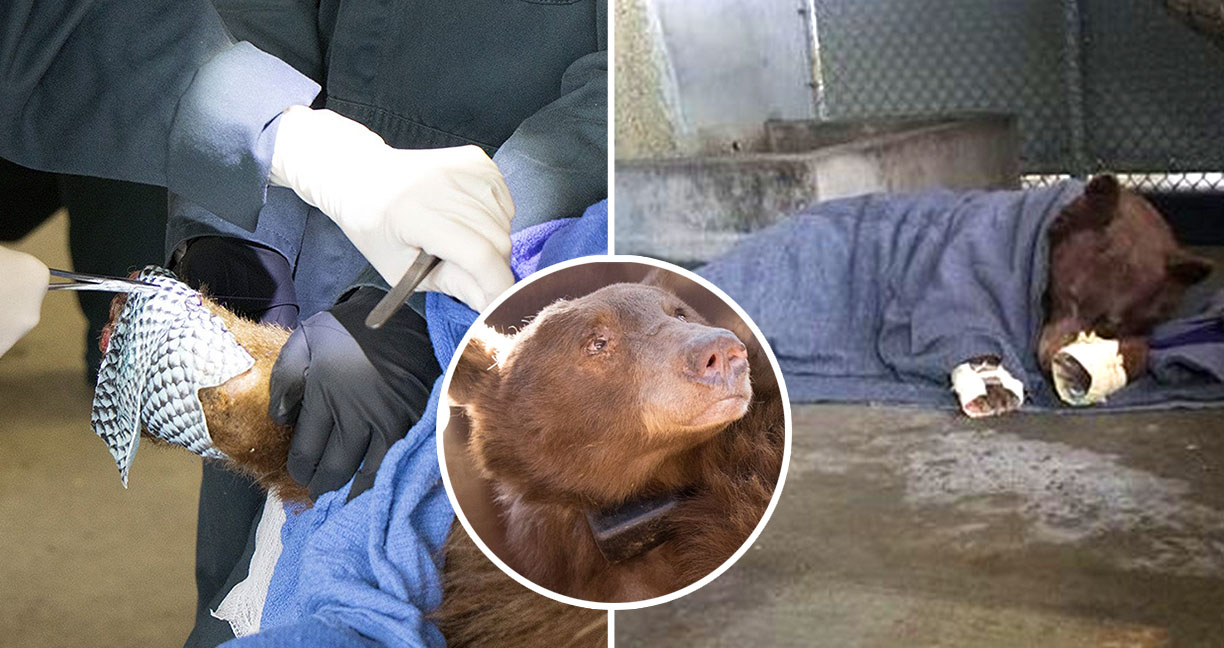 สัตวแพทย์ใช้หนังปลาทิลาเพีย ช่วยสมานแผลไฟไหม้ให้กับเจ้าหมี ผลลัพธ์ออกมาดีเกินคาด