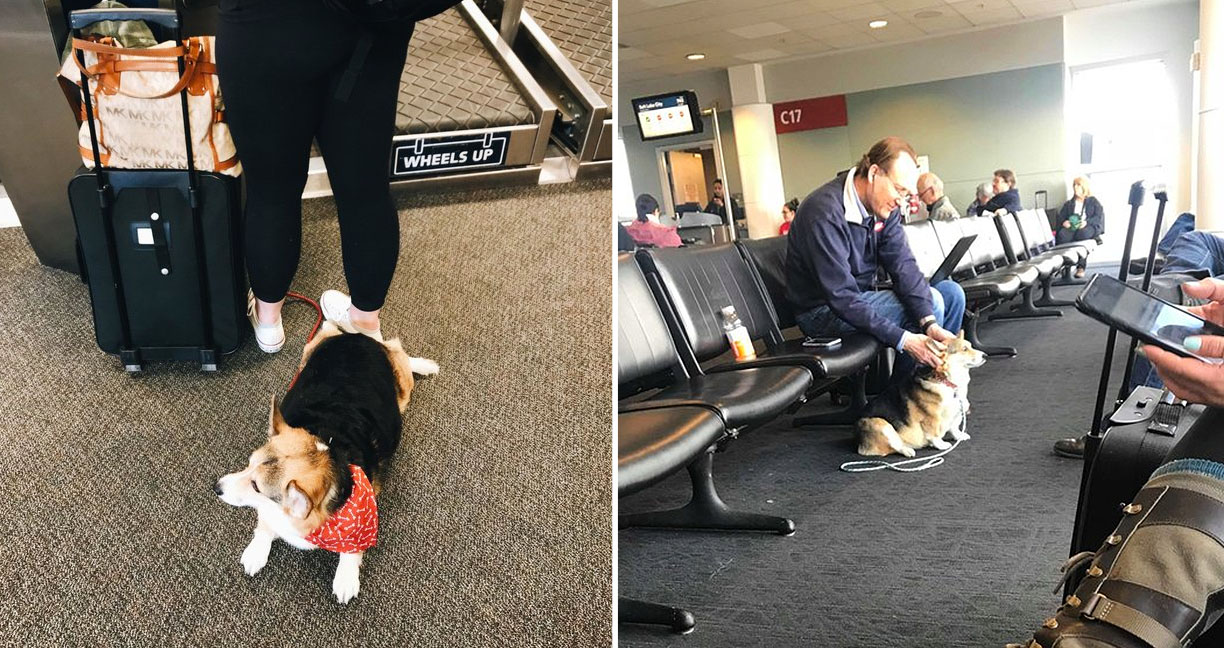 ชายนั่งเศร้าในสนามบิน หลังจากเสียหมาที่รักไป “เจ้าคอร์กี้” เหมือนรู้งานเดินเข้าไปปลอบ…