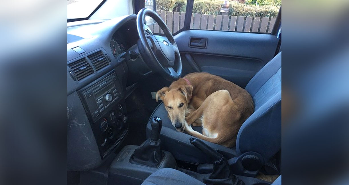 เจ้าของรถเปิดประตูรถดู จ๊ะเอ๋กับ “หมาที่ถูกทิ้ง” นอนขดตัวหวาดกลัว ต้องช่วยแล้วล่ะ!!