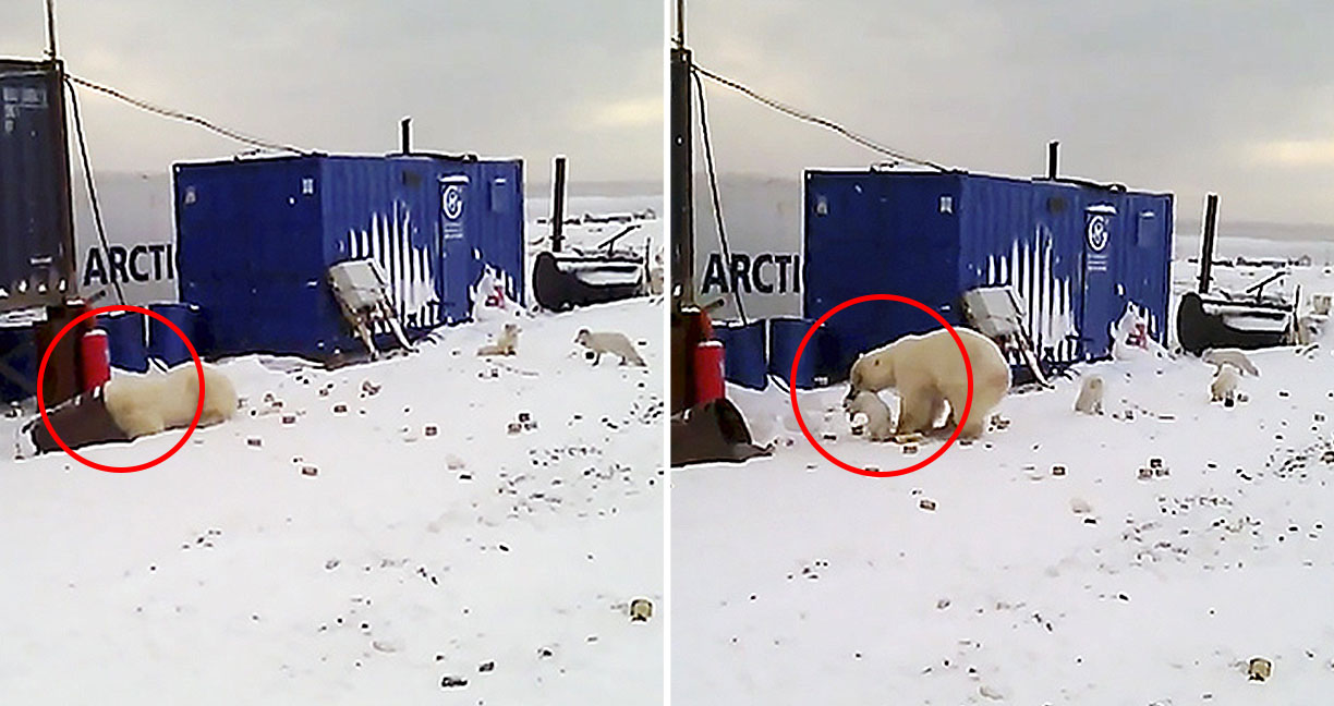หมีขาวตามล่าจิ้งจอกอาร์กติกในถัง แม้แต่ชาวรัสเซียที่โหดสลัด ก็ยังไม่กล้าจะเข้าไปยุ่ง!!