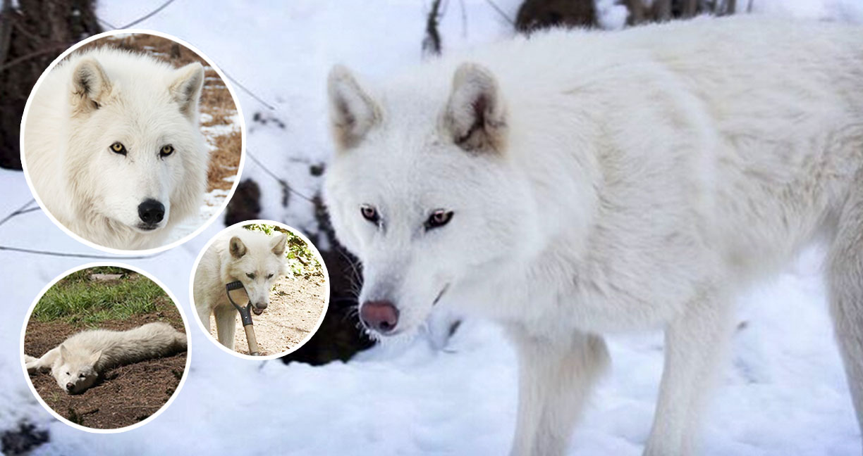 Wolfdog สายพันธุ์ลูกครึ่งที่น่าสงสารที่สุด จะอยู่ในป่าก็ไม่ได้ จะนำมาเลี้ยงก็อันตราย