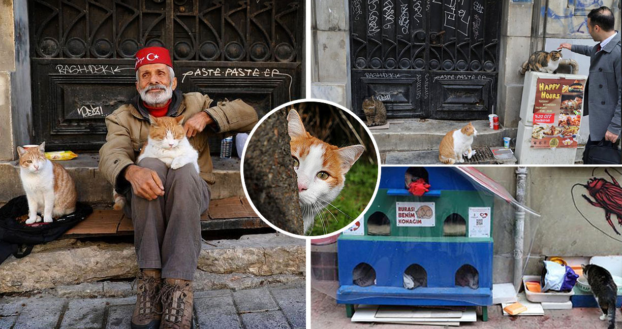 ชมภาพบรรยากาศใน ‘อิสตันบูล’ มหานครที่เต็มไปด้วย แมว แมว และ แมว!!