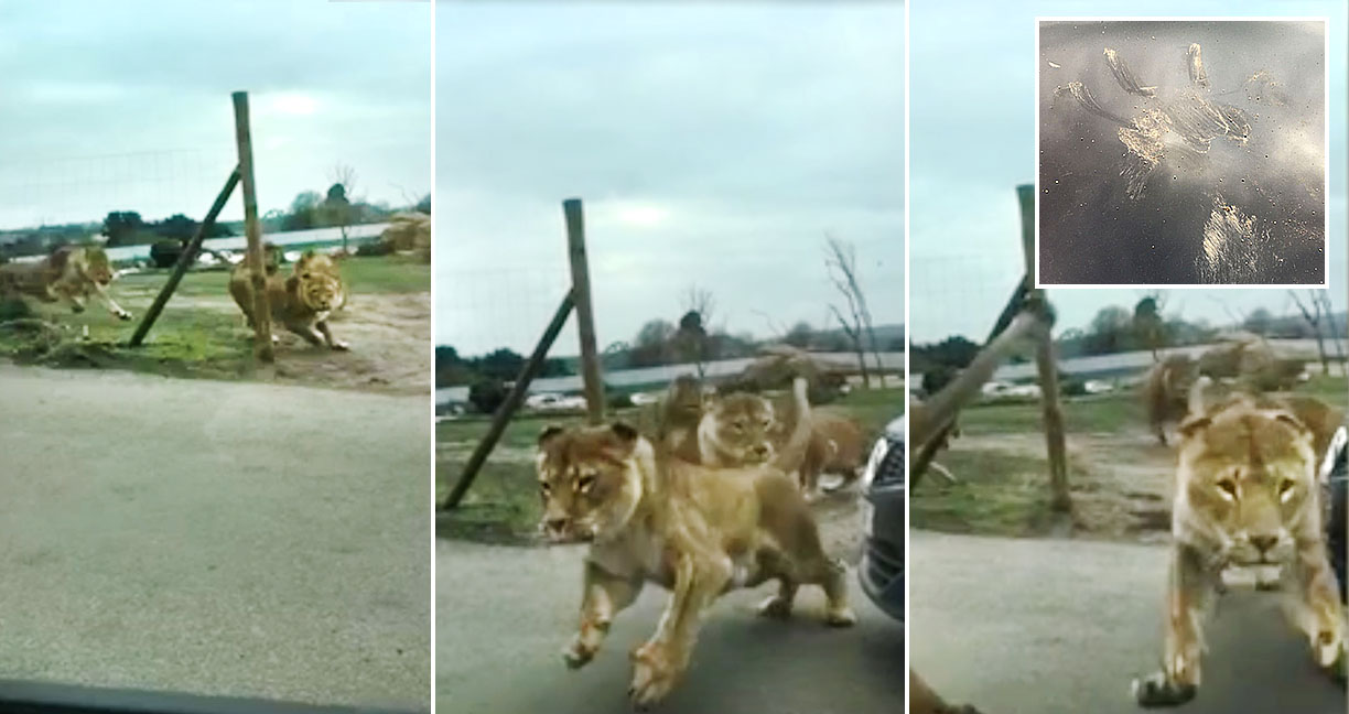 ชมคลิปเหตุการณ์ฝูงสิงโตในซาฟารีวิ่งเข้าใส่รถนักท่องเที่ยว ใจแทบตกไปอยู่ตาตุ่ม!!