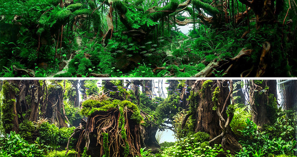 ชมการแข่งขัน ‘จัดแต่งตู้อควาเรียม’ ช่างสวยสดงดงามราวกับ ‘ป่า’ ในโลกเทพนิยาย