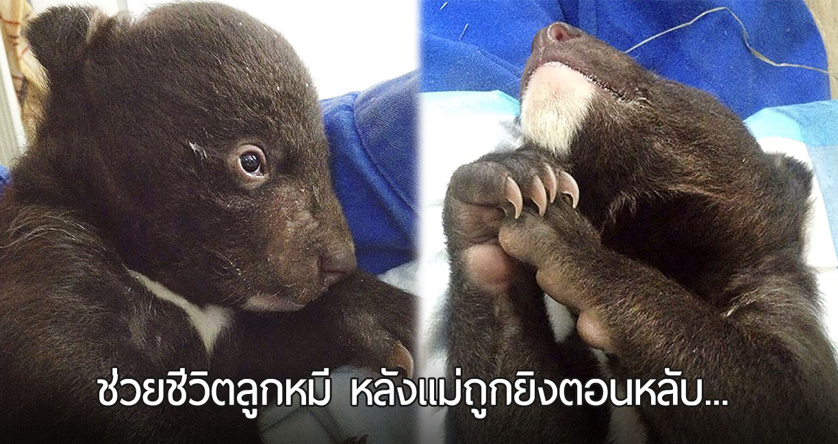 ลูกหมีน้อยไร้แม่ ได้รับการช่วยเหลือ หลังแม่ถูกคนตัดไม้พรากชีวิตขณะจำศีล