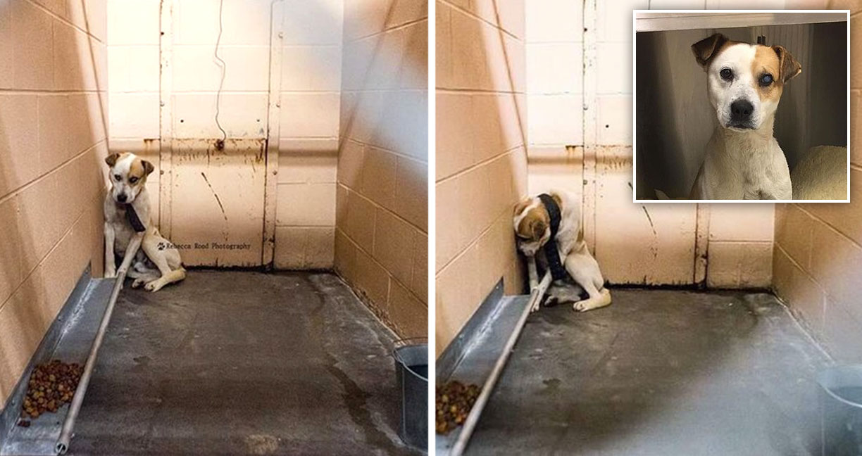 สุนัขถูกทิ้งเอาแต่หันหน้าเข้ากำแพงและไม่ยอมให้ใครเข้าใกล้ ถูกช่วยเหลือจนร่าเริงได้อีกครั้ง