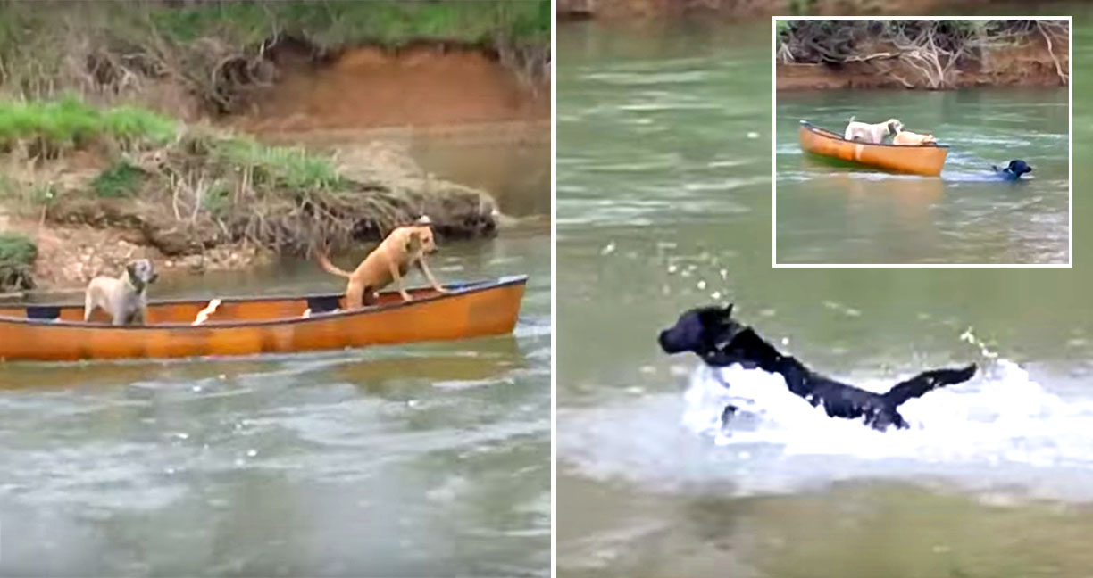 สุนัข 2 ตัวติดอยู่บนเรือกลางน้ำด้วยความหวาดกลัว เพื่อน 4 ขาเลยเข้าไปช่วย จนขึ้นฝั่งได้สำเร็จ