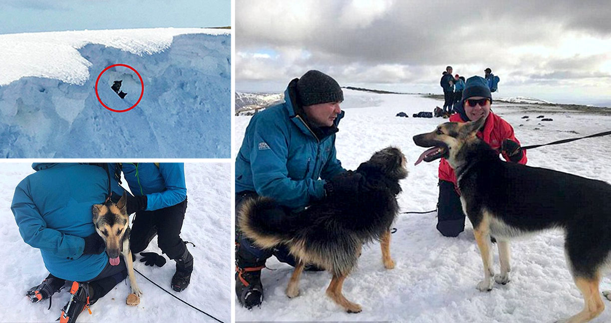 นักปีนเขายอมเสี่ยงชีวิตตัวเอง ช่วยเหลือเจ้าหมา 2 ตัว ที่ติดอยู่ท่ามกลางอากาศหนาวเหน็บ