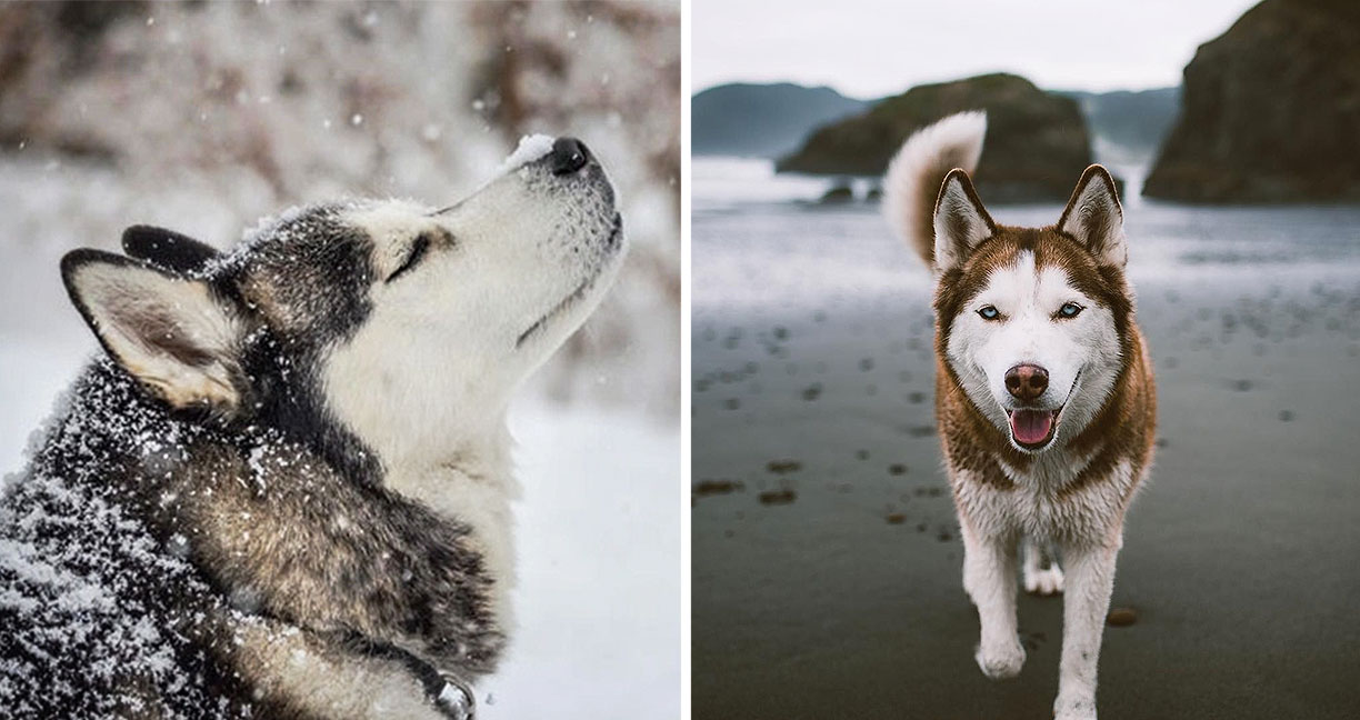 14 ภาพที่พิสูจน์ว่าสุนัขไซบีเรียนฮัสกี้นี่แหละ คือพันธุ์หมาที่มีเสน่ห์มากที่สุดในโลก