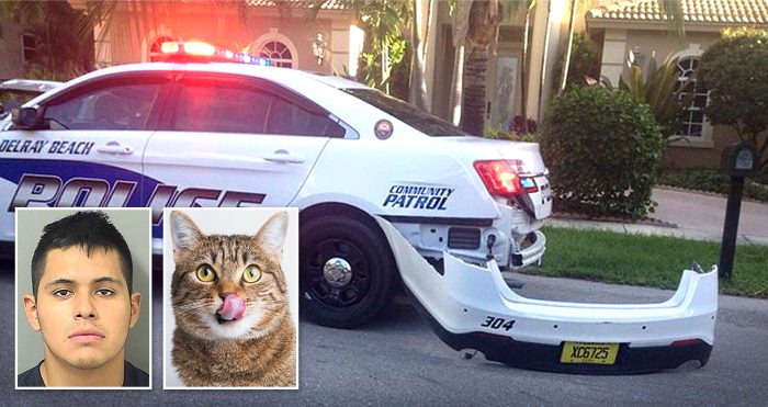 หนุ่มวิ่งสู้ฟัดหนีตำรวจอลม่านแทบตาย สุดท้ายก็ถูกจับได้เพราะมัวแต่หยุดเล่นกับแมว