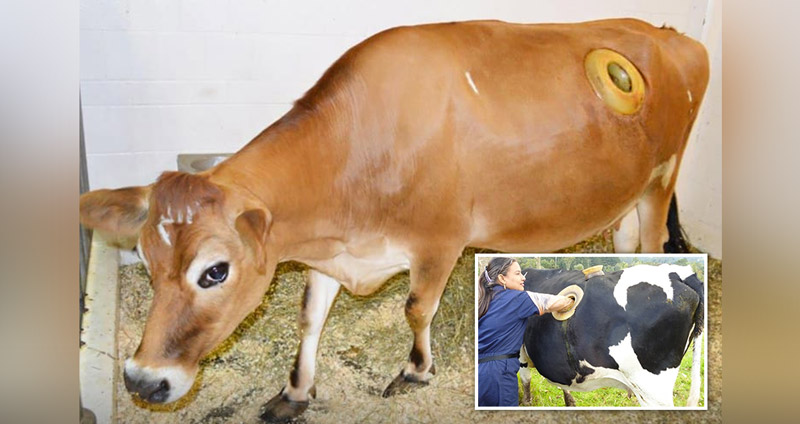 ฟาร์มในสวิตฯ เจาะรูไว้ข้างตัวของวัว อ้างเพื่อสุขภาพที่ดี ผู้คนตั้งคำถามดีจริงหรือ!?
