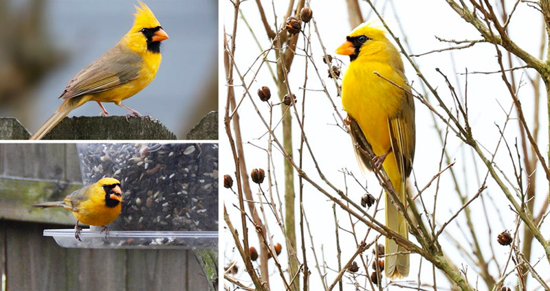 ความมหัศจรรย์ของธรรมชาติ นก Cardinal สีเหลือง ที่พบแค่ 1 ใน 1,000,000 ตัวเท่านั้น!!