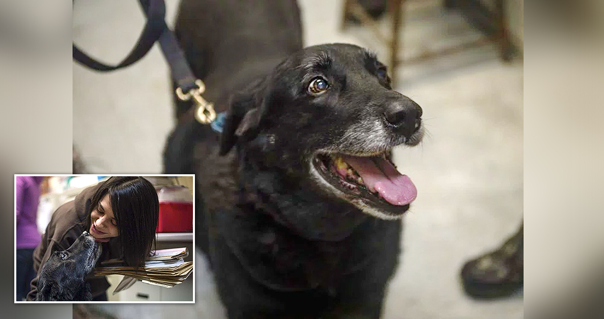 หมาที่หายไปและถูกประกาศว่าตายแล้วเมื่อ 10 ปีก่อน กลับมาอย่างน่าประหลาดใจ