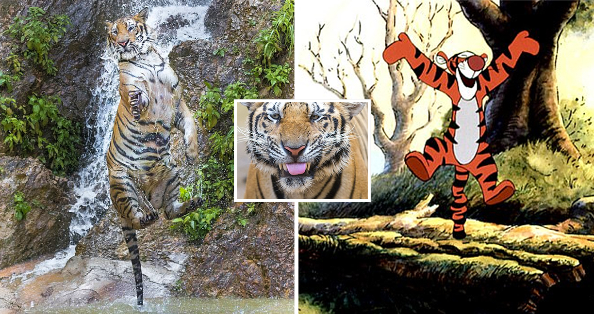 ช่างภาพจับภาพของเจ้าเสือ ตอนมันกระโดดได้แบบพอดิบพอดี เหมือนกับเป็นทิกเกอร์ยังไงอย่างงั้น!!