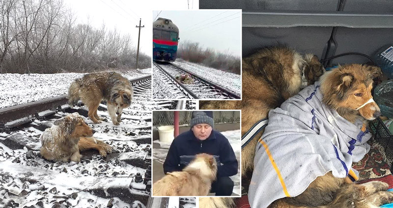 สุนัขเฝ้าน้องที่บาดเจ็บบนทางรถไฟ ไม่ให้ใครเข้าใกล้ แต่ก็ต้องยอมแพ้น้ำใจมนุษย์…