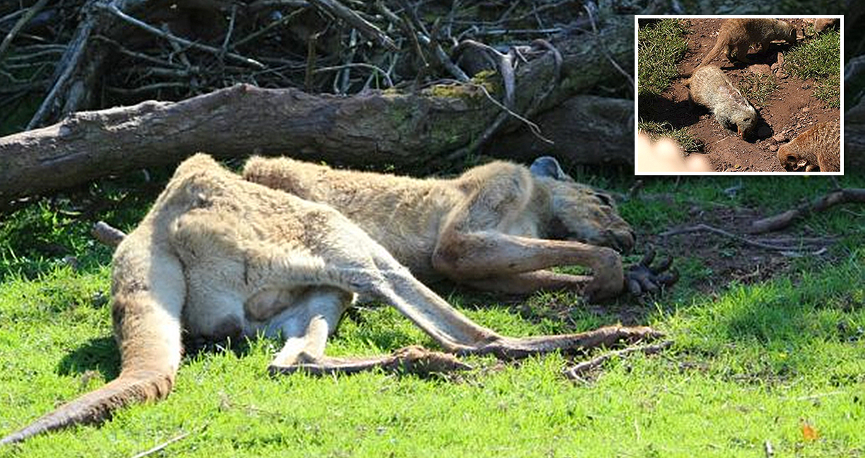 สิงโตจากสวนสัตว์ South Lakes Safari Zoo ในอังกฤษ เสียชีวิตหลังกินเนื้อที่ปนเปื้อนสารพิษ