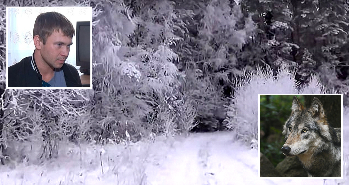 ชายรัสเซียรอดตายจากฝูงหมาป่า 5 วัน อาศัยการกินหิมะ และก่อไฟจากไฟแช็กเล็กๆ