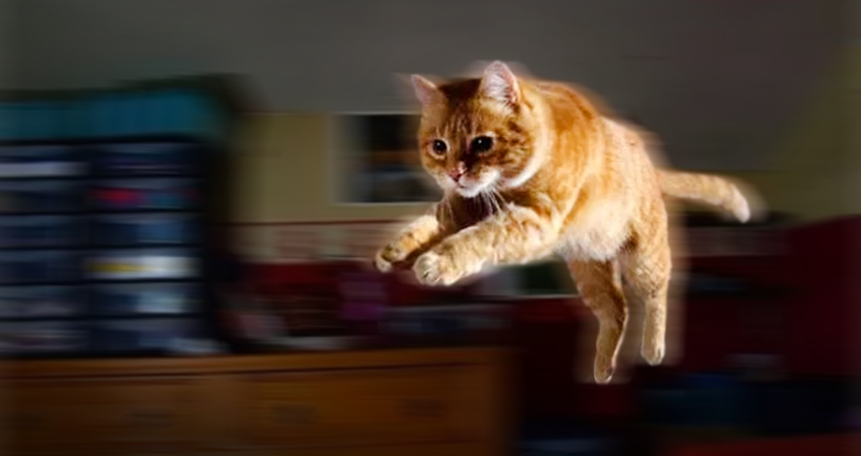 ทำไมแมวถึงวิ่งเป็นผีเข้าในเวลากลางคืน คลายความสงสัย ด้วยคำอธิบายทางวิทยาศาสตร์