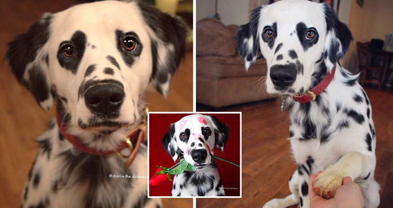‘Charlie’ สุนัขดัลเมเชียนผู้มีตาเป็นรูปหัวใจ ใครได้สบตาเป็นต้องหลงรักแน่นอน