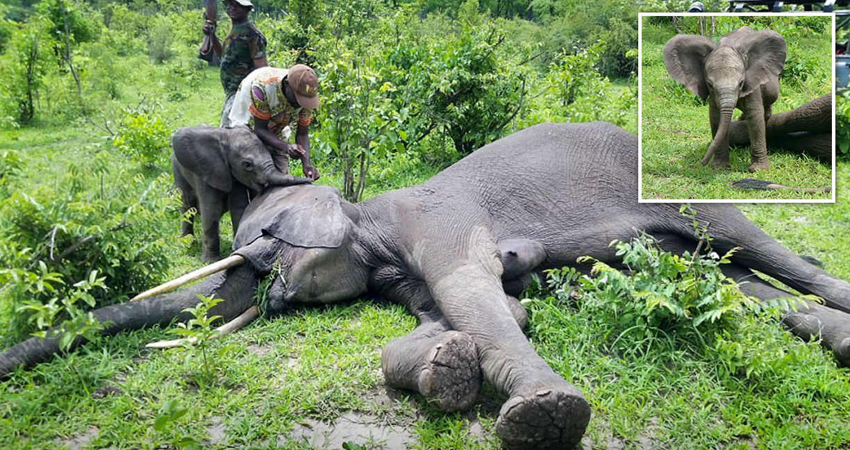 ‘แม่จ๋าตื่นเถอะ’ ช้างน้อยคอยปลุกแม่ ที่ได้รับยาสลบ ระหว่างทีมงานให้ความช่วยเหลือ