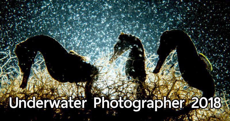รายการ Underwater Photographer ประจำปี 2018 ได้ประกาศผู้ชนะแล้ว!!