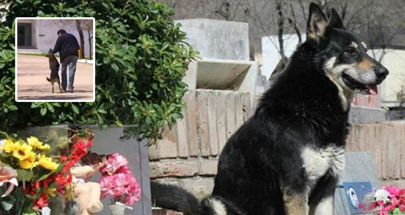 สุนัขผู้ซื่อสัตย์ มานั่งเฝ้าหลุมศพเจ้านายตลอด 11 ปี จนกระทั่งวันสุดท้ายของชีวิต