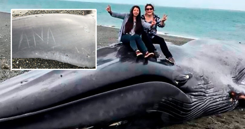 ‘ซากวาฬสีน้ำเงิน’ โดนพัดมาเกยตื้น มีคนปีนขึ้นไปถ่ายเซลฟี่ แถมเขียนบอกรักบนหาง