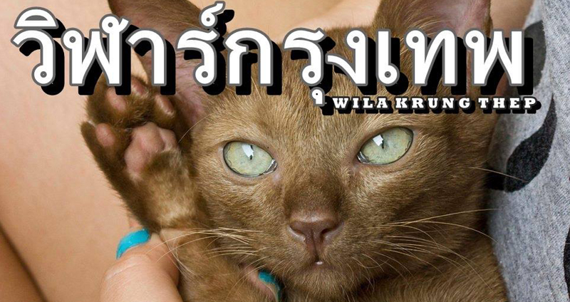 รู้จัก ‘แมววิฬาร์กรุงเทพฯ’ แมวไทยแท้สายพันธุ์ใหม่ ยีนไม่ซ้ำพันธุ์ไหนในโลก