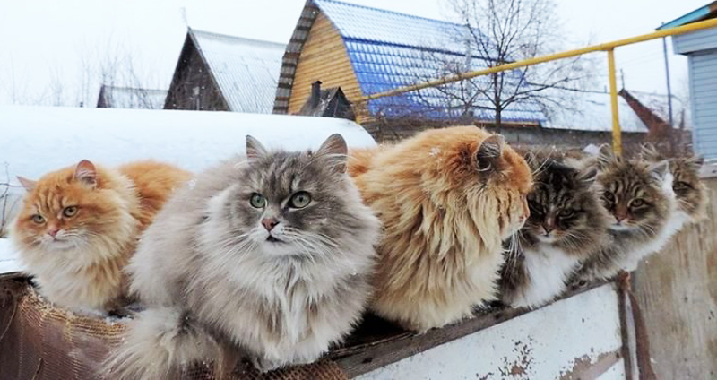 ชมบรรยากาศหมู่บ้านแมวตัวอ้วน ที่ขนต้องฟูฟ่องขนาดนี้ พี่ก็มีเหตุผลนะ ไม่ได้อ้วนเล่นๆ…