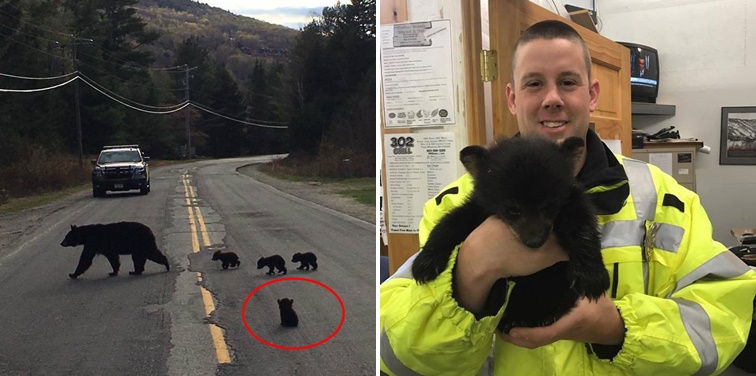 ตำรวจช่วยเหลือลูกหมีดำ 2 ตัว ที่ถูกแม่ทิ้งไว้กลางทาง เพราะมันอ่อนแอเกินไป