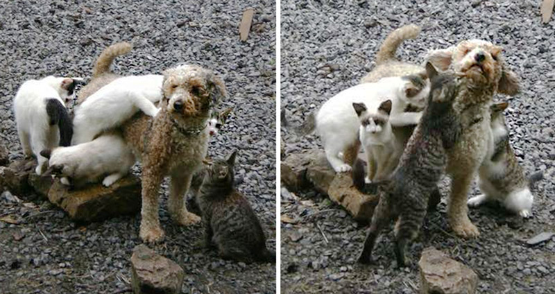 น้องหมาตาบอด หูหนวก แต่ไม่เคยเหงา เพราะมีเพื่อนแมวมาเล่นด้วยตลอดเลย