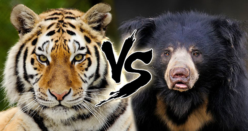 หมี vs เสือ การต่อสู้อันดุเดือดของสองยอดนักล่าแห่งพงไพร ใครจะเป็นผู้ชนะ!?