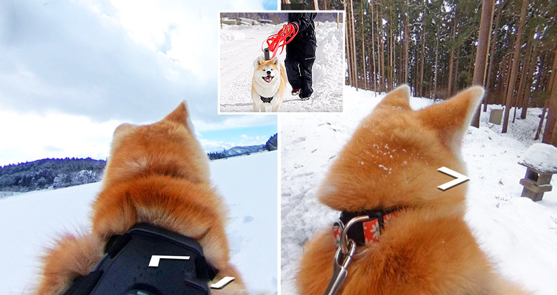 น้องหมาอะกิตะจะพาคุณขี่หลังไปชมเมืองโอดาเตะในญี่ปุ่นด้วยระบบใหม่ ‘Dog View’