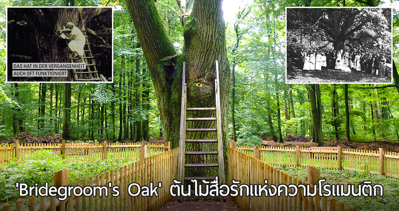 ‘Bridegroom’s Oak’ ต้นไม้แห่งความโรแมนติก มีอายุกว่า 500 ปี ช่วยสื่อรักมานานร่วมศตวรรษ