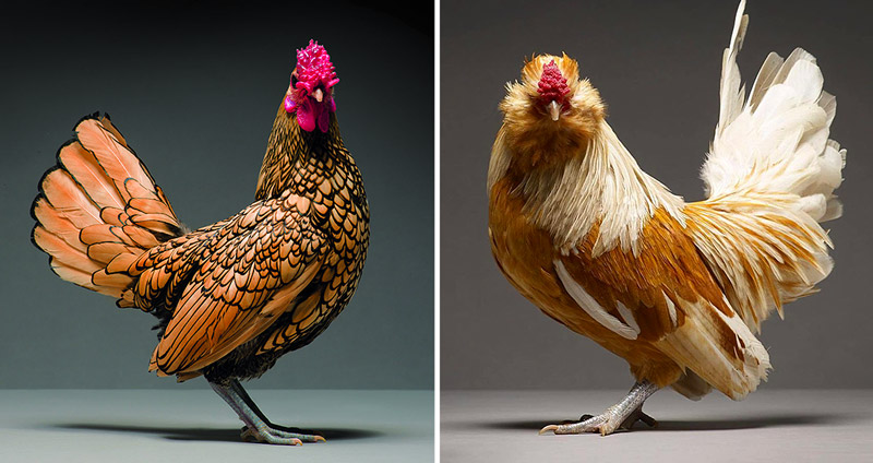 ช่างภาพสร้างสรรค์ผลงานถ่ายแบบเจ้า ‘ไก่’ ให้ออกมาดูดีราวกับเป็นซูเปอร์โมเดล