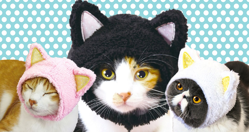 ญี่ปุ่นเปิดตัว “หมวกหูแมว” สำหรับน้องแมว เพื่อให้แมวเหมียวมีหูแมว ให้ดูแมวยิ่งขึ้นไปอีก!!