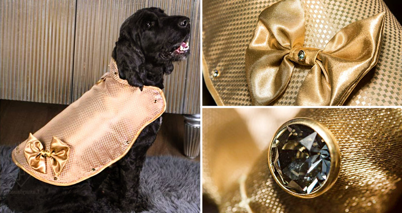 นี่คือ “เสื้อน้องหมา” ที่แพงที่สุดในโลก ทำจากทอง 24K มูลค่ากว่า 4.5 ล้านบาท!!
