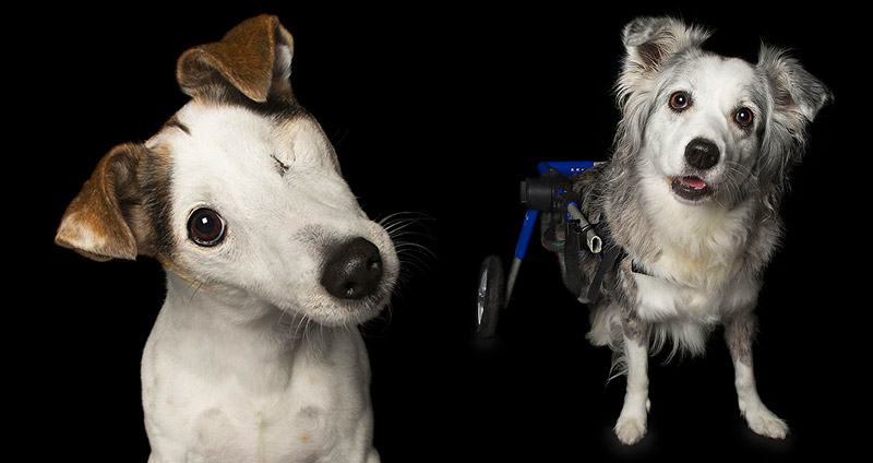 ช่างภาพถ่ายรูปสุนัขผู้มีร่างกายพิการ แต่มันก็ยังเพอร์เฟกต์สำหรับเราเสมอ