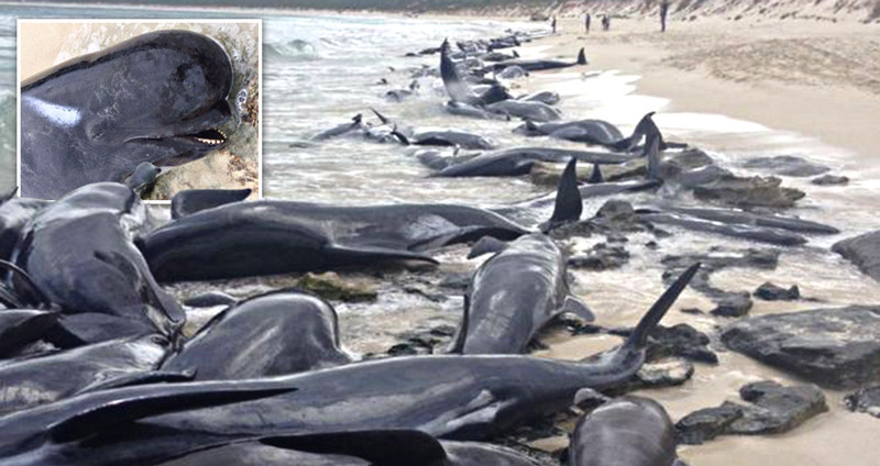 เหตุการณ์สุดช็อก พบวาฬกว่า 150 ตัวนอนเกยตื้นหาดฝั่งตะวันตกของออสเตรเลีย