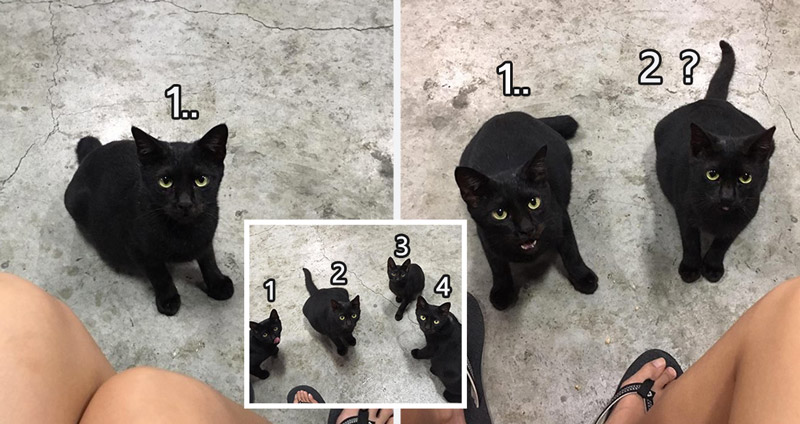 ‘แมวดำ’ โชว์วิชานินจา ‘แยกร่าง’ จาก1 เพิ่มเป็น 2 จาก 2 เพิ่มเป็น 4 ตกลงเอ็งมีกี่ตัววว!?
