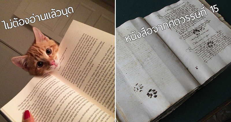 25 แมวเหมียวขี้กวน ขัดขวางทุกการอ่านหนังสือของทาส เพื่อให้สนใจแค่มันตัวเดียว