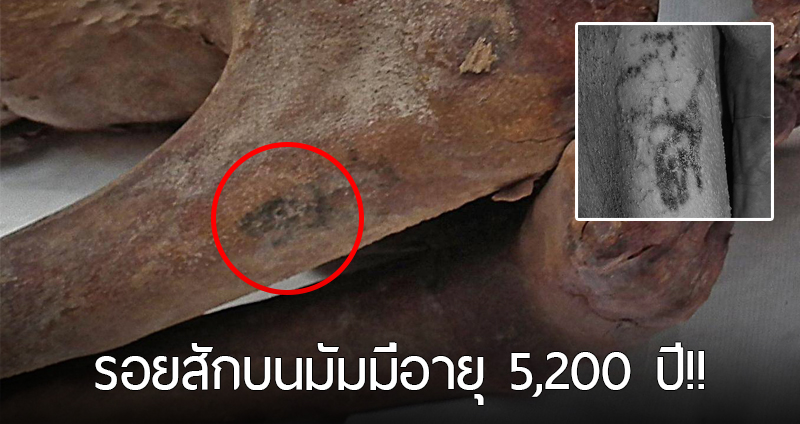 นักวิทย์เพิ่งค้นพบรอยสักที่เก่าแก่ที่สุดในโลก ทั้งที่มันอยู่ในพิพิธภัณฑ์มาแล้วกว่า 100 ปี!?
